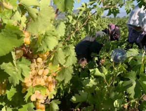 Üzüm Hasadı İslahiye’de Başladı.