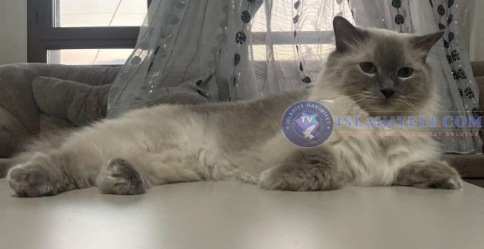 Kayıp İlanı Ragdoll Cinsi Kedi