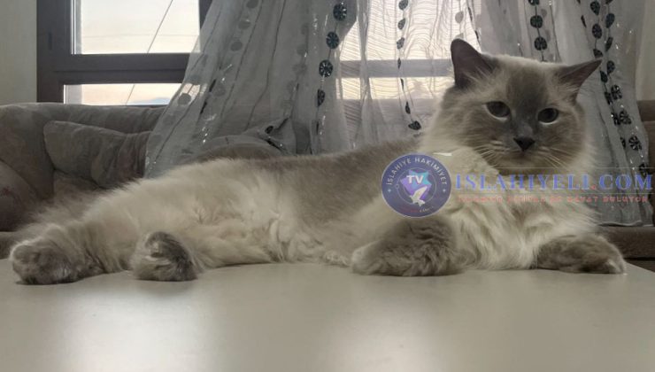 Kayıp İlanı Ragdoll Cinsi Kedi