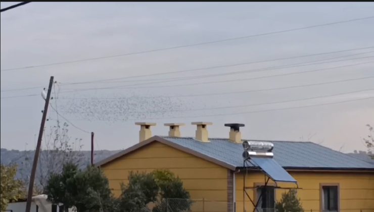 İslahiye Göltepe Mahallesi Göleti’nde Leyleklerin Göç Yolculuğu Görüntülendi