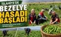 İSLAHİYE’DE BEZELYE HASADI BAŞLADI