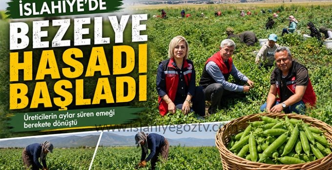 İSLAHİYE’DE BEZELYE HASADI BAŞLADI