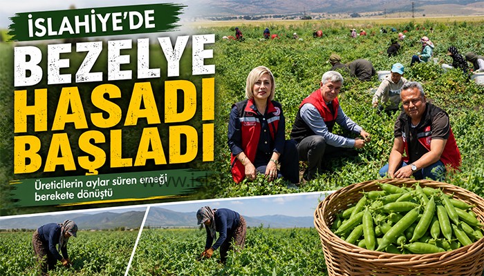 İSLAHİYE’DE BEZELYE HASADI BAŞLADI