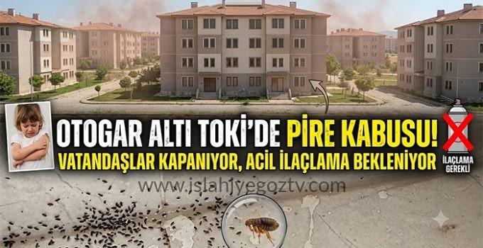 Otogar Altı TOKİ’de Pire Kabusu: Vatandaşlar Kapı Pencere Açamıyor
