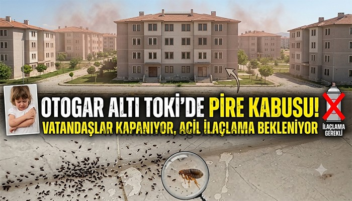 Otogar Altı TOKİ’de Pire Kabusu: Vatandaşlar Kapı Pencere Açamıyor