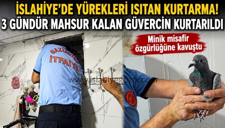 İslahiye’de Yürekleri Isıtan Kurtarma 3 Gündür Mahsur Kalan Güvercin Kurtarıldı
