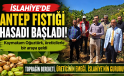 İslahiye’de Antep Fıstığı Hasadı Bereketle Sürüyor