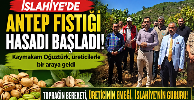 İslahiye’de Antep Fıstığı Hasadı Bereketle Sürüyor