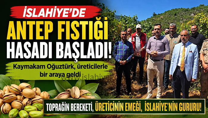 İslahiye’de Antep Fıstığı Hasadı Bereketle Sürüyor