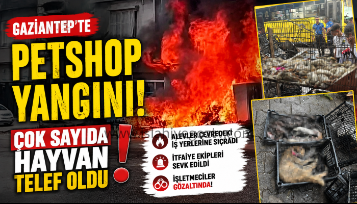 Gaziantep’te Petshop Yangını: Çok Sayıda Hayvan Telef Oldu