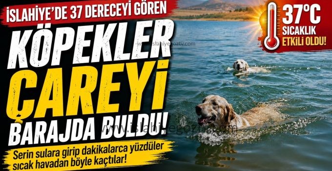 İslahiye’de Sıcaktan Bunalan Köpekler Barajda Serinledi