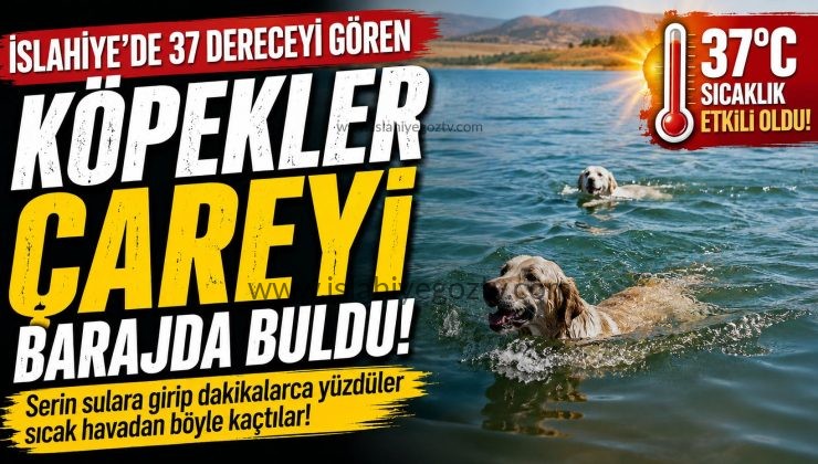 İslahiye’de Sıcaktan Bunalan Köpekler Barajda Serinledi
