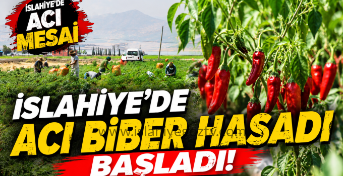 İslahiye’de Acı Biber Hasadı Başladı