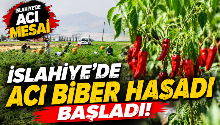 İslahiye’de Acı Biber Hasadı Başladı